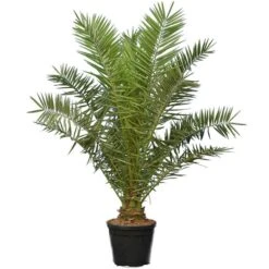 Phoenix Canariensis - Pot Ø 55 Cm [pallet]