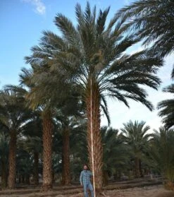 Phoenix Dactylifera - Stam 50-60 Cm [pallet] -Loofbomen Winkel 1991661921