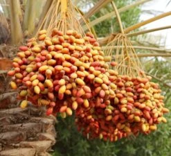 Phoenix Dactylifera - Stam 50-60 Cm [pallet] -Loofbomen Winkel 1991661924