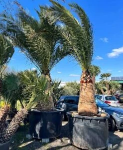 Phoenix Canariensis - Stam 120-140 Cm - Totale Hoogte 300+ Cm - Pot 600 Ltr [pallet]
