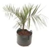 Butia Nabonnandii (Butyagrus) - 43 Ltr [pallet]