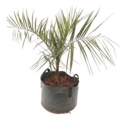 Butia Nabonnandii (Butyagrus) - 43 Ltr [pallet]