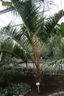 Butia Nabonnandii (Butyagrus) - 43 Ltr [pallet] -Loofbomen Winkel 1991662047