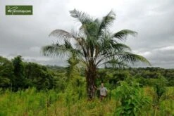 Butia Nabonnandii (Butyagrus) - 43 Ltr [pallet] -Loofbomen Winkel 1991662050