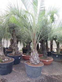 Butia Capitata Var. Odorata - Stam 50+ Cm - Totale Hoogte 300+ Cm - Pot 160 Ltr [pallet]