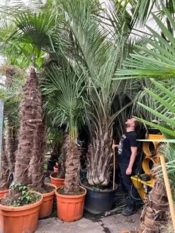 Butia Capitata Var. Odorata - Stam 100+ Cm - Totale Hoogte 300+ Cm - Pot 160 Ltr [pallet]