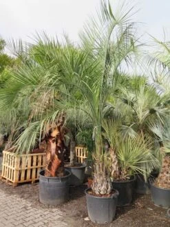 Butia Capitata Var. Odorata - Stam 100+ Cm - Totale Hoogte 300+ Cm - Pot 160 Ltr [pallet] -Loofbomen Winkel 1991662140
