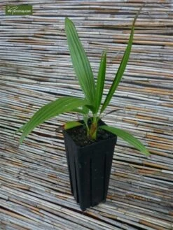 Brahea Sp. Super Silver - Stam 70-80 Cm - Totale Hoogte 200-220 Cm - Pot 100ltr [pallet] -Loofbomen Winkel 1991662254