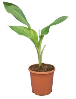 Ensete Ventricosum - Totale Hoogte 60-100 Cm - Pot Ø 23 Cm