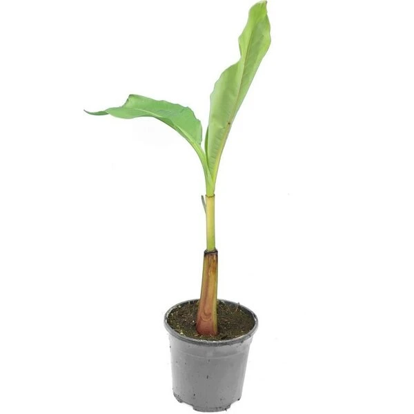 Musa Basjoo - Pot Ø 23 Cm 1 Musa Basjoo - Pot Ø 23 Cm