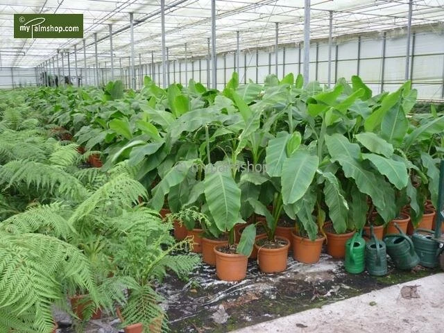 Musa Basjoo - Pot Ø 23 Cm 3 Musa Basjoo - Pot Ø 23 Cm - Afbeelding 3