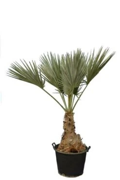 Brahea Sp. Super Silver - Stam 40-60 Cm - Totale Hoogte 170-190 Cm - Pot 80 Ltr [pallet]