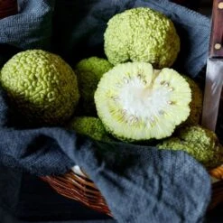 Maclura Pomifera - Pot Ø 17 Cm