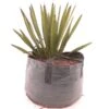 Yucca Faxoniana - 43 Ltr [pallet]