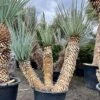 Yucca Rigida - Stam 90 + 80 + 60 Cm [pallet]
