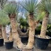 Yucca Rigida - 4 Koppig - Stam 90 + 40 + 140 Cm [pallet]
