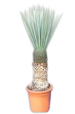 Yucca Rigida - Stam 100-110 Cm [pallet]