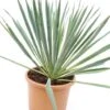 Yucca Filamentosa Variegata - Pot Ø 26 Cm