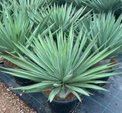 Yucca Gloriosa Lone Star - Pot 45 Ltr [pallet]