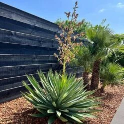 Yucca Gloriosa Lone Star - Pot 45 Ltr [pallet] -Loofbomen Winkel 1991663274