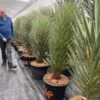 Yucca Filifera - Stam 125-150 Cm [pallet]