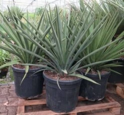 Yucca Faxoniana - Totale Hoogte 110-130 Cm - Pot Ø 50 Cm [pallet]