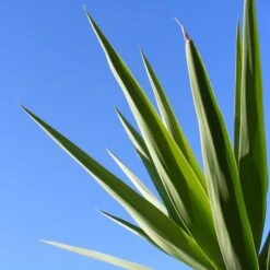 Yucca Faxoniana - Totale Hoogte 110-130 Cm - Pot Ø 50 Cm [pallet] -Loofbomen Winkel 1991663553