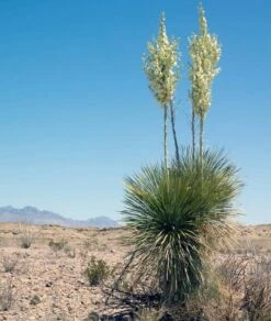 Yucca Faxoniana - Totale Hoogte 110-130 Cm - Pot Ø 50 Cm [pallet] -Loofbomen Winkel 1991663556