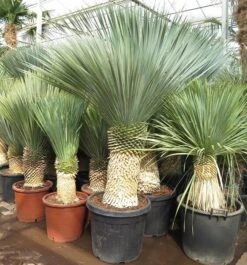 Yucca Rostrata - Stam 80-90 Cm - Totale Hoogte 200+ Cm - Pot Ø 55 Cm [pallet]