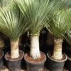Yucca Rostrata - Stam 40-50 Cm - Totale Hoogte 130-150 Cm - Pot Ø 43 Cm [Pallet]