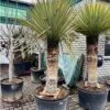 Yucca Rigida - Stamomtrek 70-80 Cm - Stam 120-150 Cm - Totale Hoogte 260+ Cm [pallet]