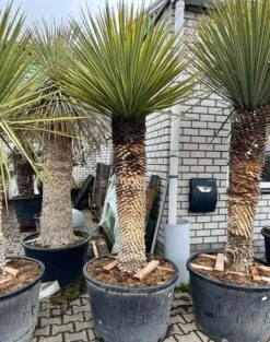 Yucca Rigida - Stamomtrek 70-80 Cm - Stam 120-150 Cm - Totale Hoogte 260+ Cm [pallet] -Loofbomen Winkel 1991663742