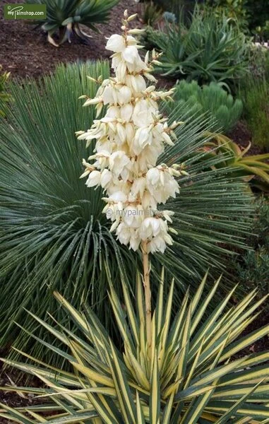 Yucca Gloriosa Silver - Totale Hoogte 60-80 Cm - Pot Ø 26 Cm 2 Yucca Gloriosa Silver - Totale Hoogte 60-80 Cm - Pot Ø 26 Cm - Afbeelding 2