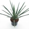 Yucca Filamentosa - Totale Hoogte 60-80 Cm - Pot Ø 22 Cm