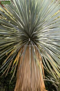 Yucca Rostrata - Totale Hoogte 70-90 Cm - Pot Ø 30 Cm -Loofbomen Winkel 1991663841
