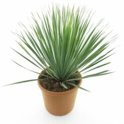 Yucca Rostrata - Totale Hoogte 70-90 Cm - Pot Ø 30 Cm -Loofbomen Winkel 1991663844