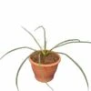 Yucca Filifera - Pot Ø 19 Cm