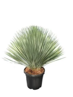 Yucca Rostrata - Totale Hoogte 120-140 Cm - Pot 45 Ltr [pallet]
