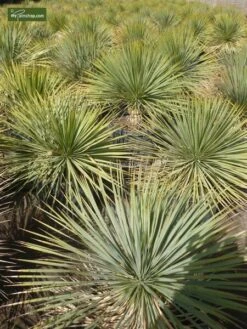 Yucca Rostrata - Totale Hoogte 120-140 Cm - Pot 45 Ltr [pallet] -Loofbomen Winkel 1991663910