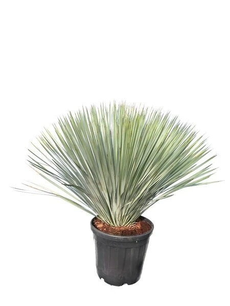 Yucca Rostrata - Totale Hoogte 80-100 Cm - Pot 25 Ltr 1 Yucca Rostrata - Totale Hoogte 80-100 Cm - Pot 25 Ltr
