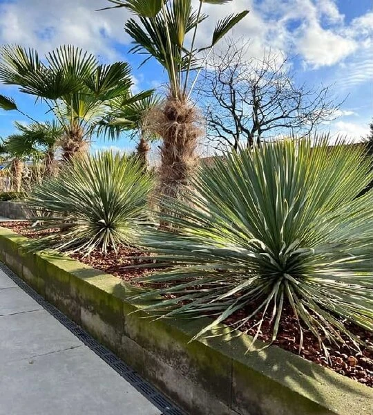 Yucca Rostrata - Totale Hoogte 80-100 Cm - Pot 25 Ltr 2 Yucca Rostrata - Totale Hoogte 80-100 Cm - Pot 25 Ltr - Afbeelding 2