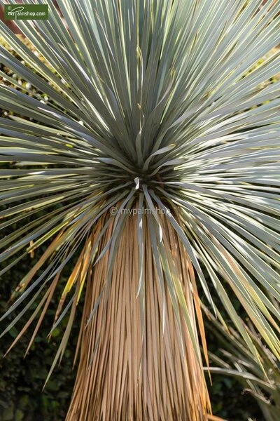 Yucca Rostrata - Totale Hoogte 80-100 Cm - Pot 25 Ltr 4 Yucca Rostrata - Totale Hoogte 80-100 Cm - Pot 25 Ltr - Afbeelding 4