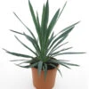 Yucca Gloriosa - Totale Hoogte 60-80 Cm - Pot Ø 26 Cm