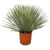 Yucca Rostrata - Totale Hoogte 50-70 Cm Pot 26 Cm
