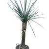 Yucca Torreyi Stam 90-100 Cm [pallet]