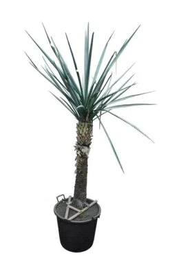 Yucca Torreyi Stam 90-100 Cm [pallet]