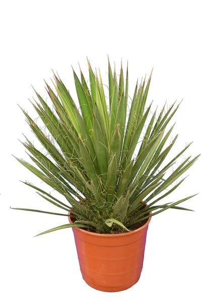 Yucca Filifera - Totale Hoogte 50-70 Cm - Pot Ø 23 Cm 1 Yucca Filifera - Totale Hoogte 50-70 Cm - Pot Ø 23 Cm
