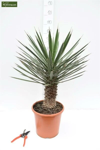 Yucca Filifera - Totale Hoogte 50-70 Cm - Pot Ø 23 Cm 2 Yucca Filifera - Totale Hoogte 50-70 Cm - Pot Ø 23 Cm - Afbeelding 2