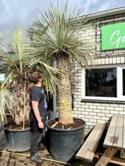 Yucca Rostrata - Dikke Stam - Stamomtrek 100-110 Cm - Stam 150-170 Cm - Totale Hoogte 300+ Cm [pallet]