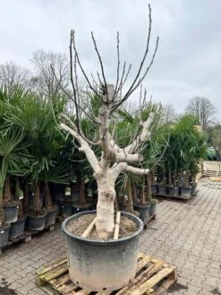 Ficus Carica Brown Turkey - Pot Ø 90 Cm [pallet] -Loofbomen Winkel 1991665788